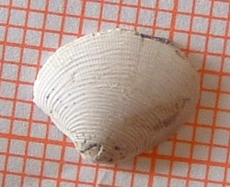 Nucula sulcata (Bronn, 1831) - Pliocene -